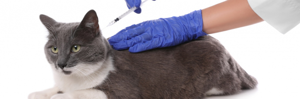 Какие прививки делают кошкам