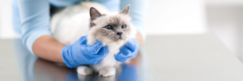 Причины возникновения отодектоза у кошек и котов