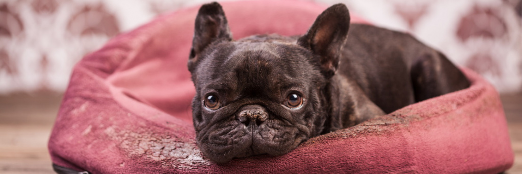 Что нужно знать о почечной недостаточности у собак?
