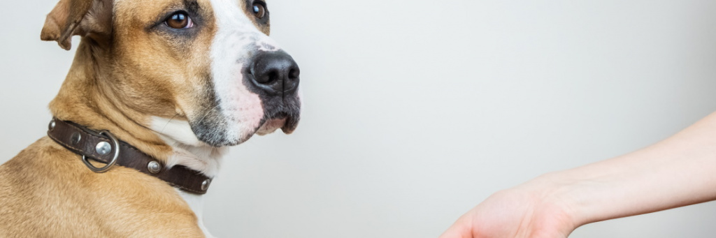Как оказать первую помощь собаке при травме