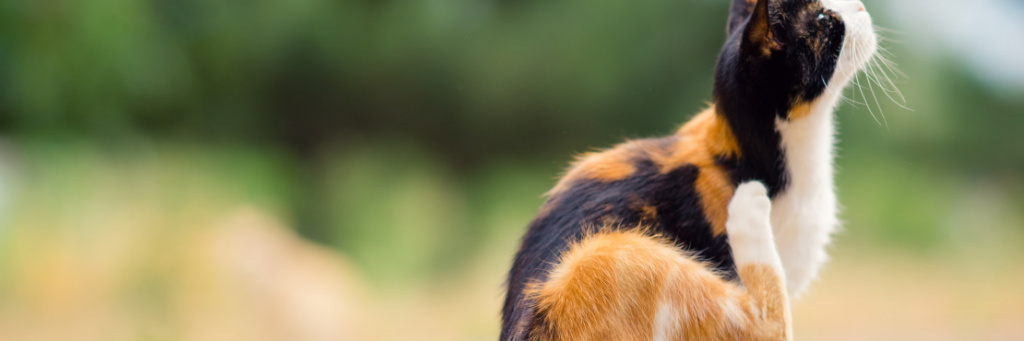 Ушной клещ у собаки: банальная, но непростая проблема