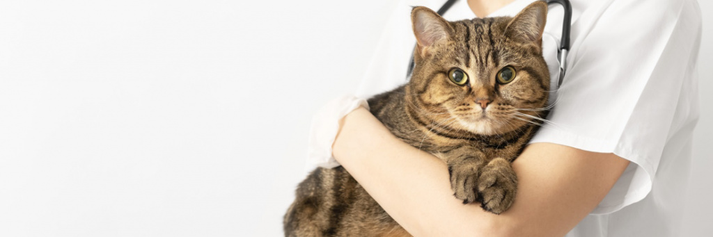 7 причин развития астмы у кошек: подробный обзор