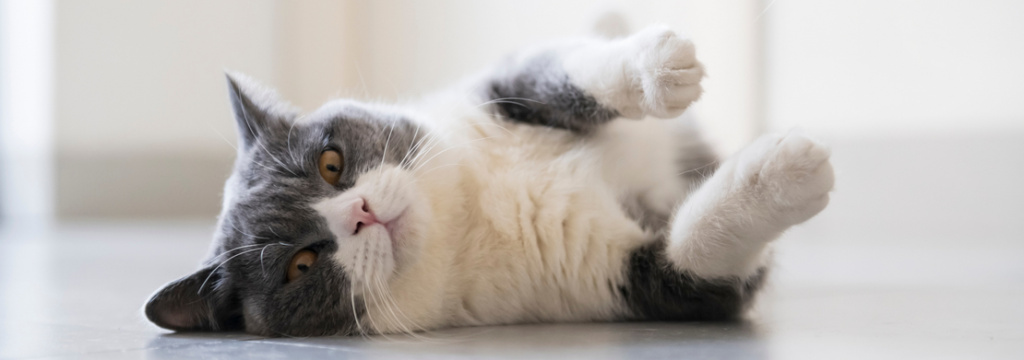 Ожирение у кошек: чем лечить и как кормить