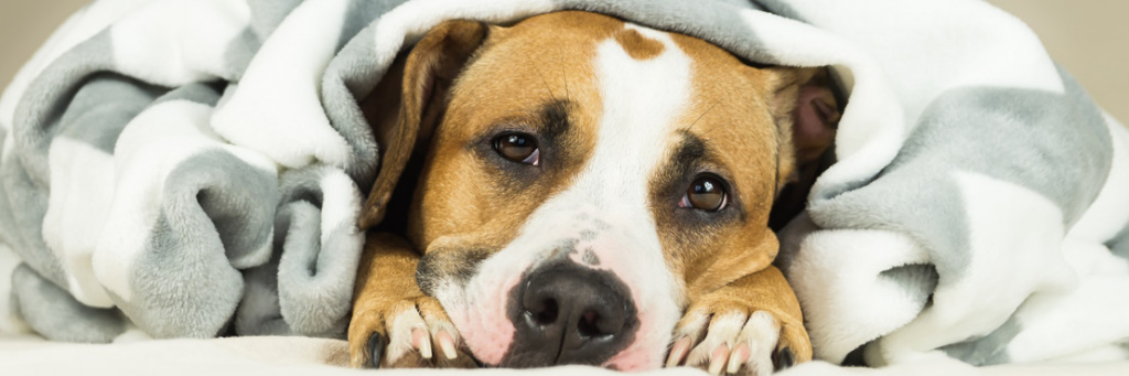 Причины и лечение рвоты у собаки