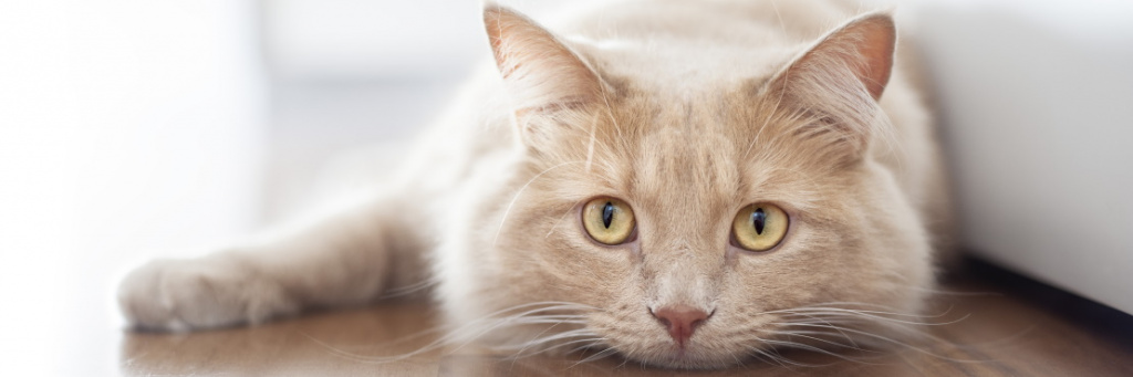 Депрессия у кота: как выявить и чем лечить