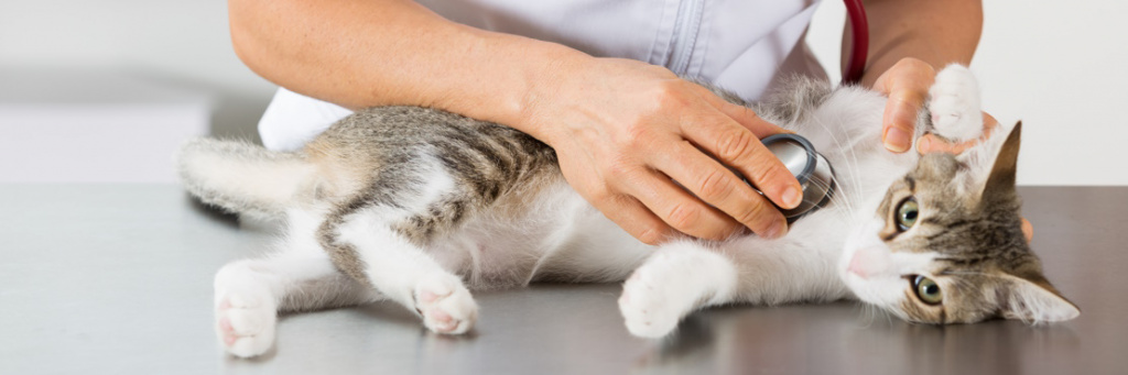 Лечение кошек в домашних условиях