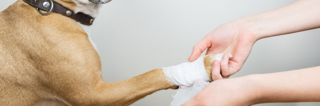Разрывы связок у собак: причины, симптомы, диагностика и лечение