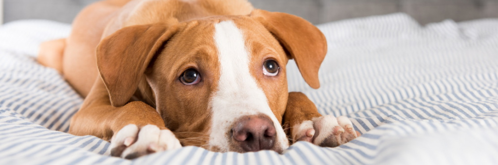 Что нужно знать о болезнях суставов у собак