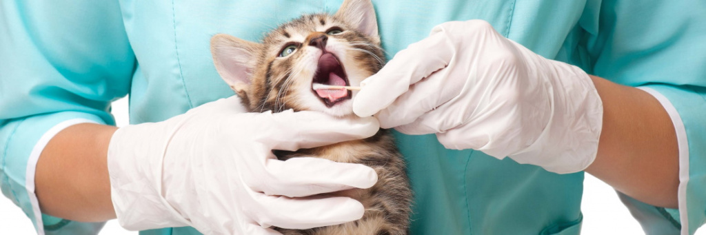 Блошиный аллергический дерматит у кошки