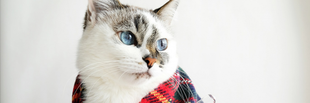 Астма у кошек: симптомы и лечение