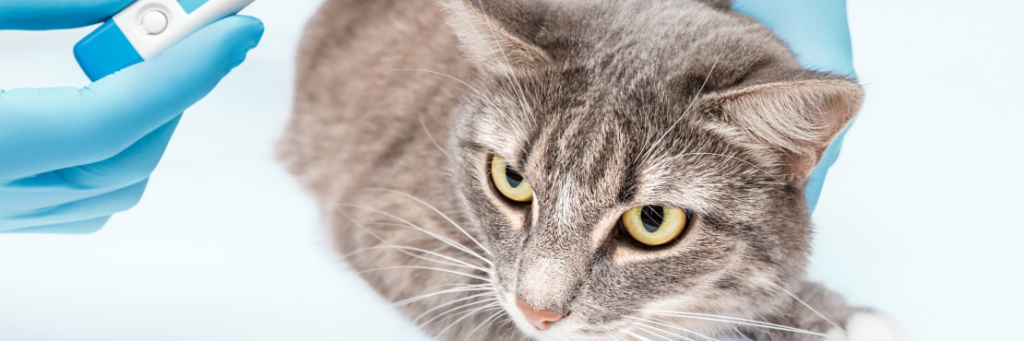 Бешенство у кошек: симптомы и признаки