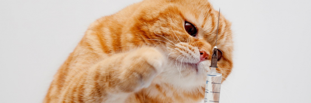 Какие прививки делают кошкам