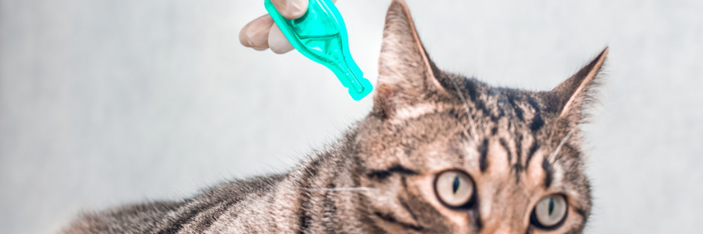 Как правильно закапать капли в уши кошке?