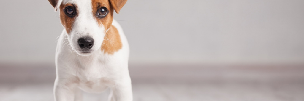 Пищевая аллергия у собак: что делать?