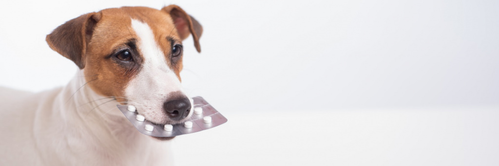 Что нужно знать о почечной недостаточности у собак