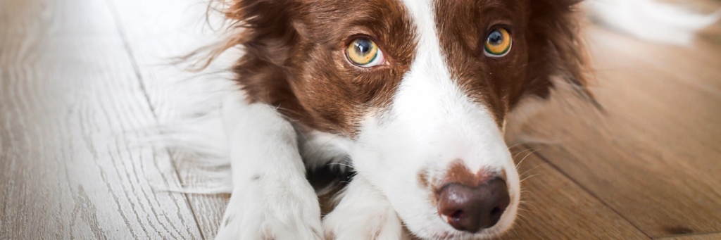 Слезятся глаза у собаки, покраснение и воспаление глаз? Дистрихиазис и его лечение в нашем центре