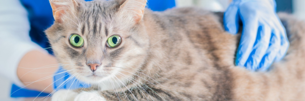 Ушной клещ у кошек: симптомы и лечение