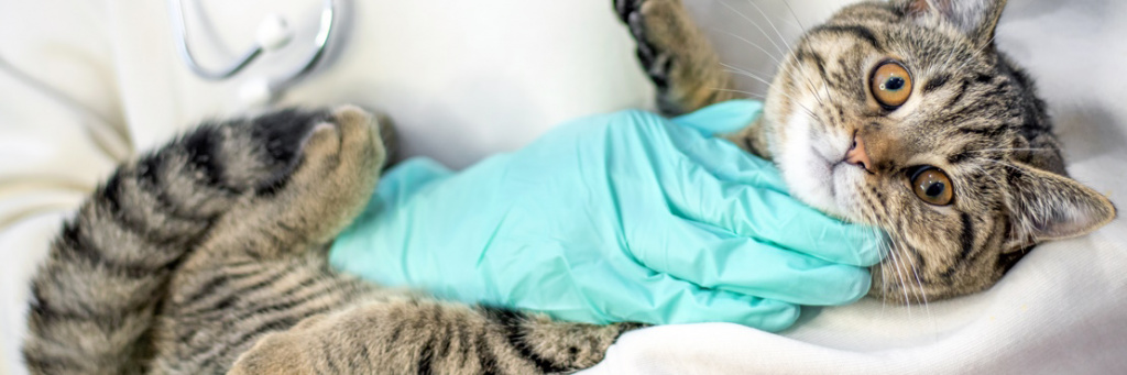 Чумка у кошек: симптомы, лечение и профилактика | Hill's