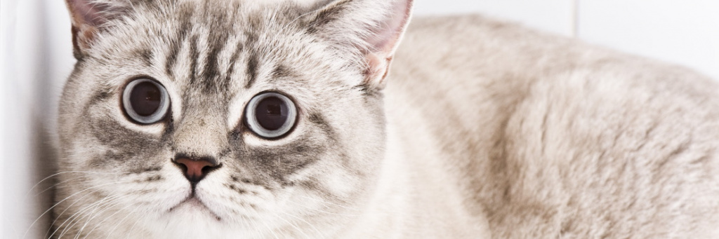 Отсутствие аппетита у кошек: симптомы, причины, лечение
