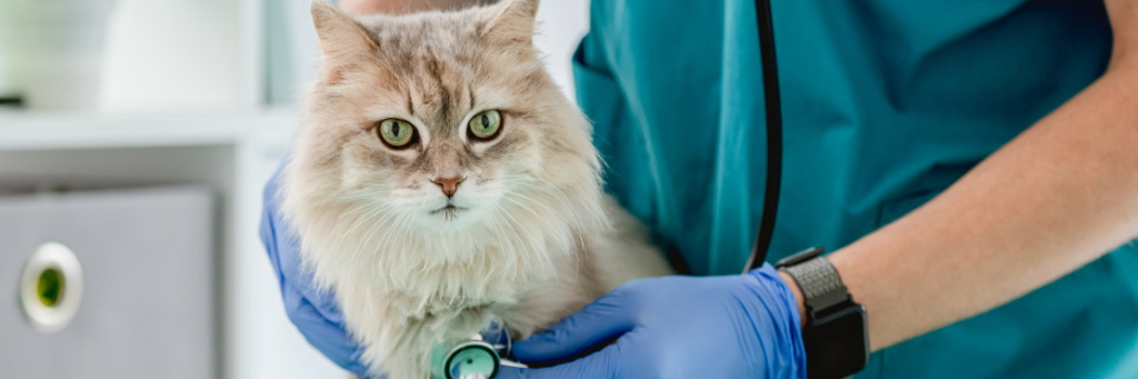 Мочекаменная болезнь у кота: симптомы и признаки