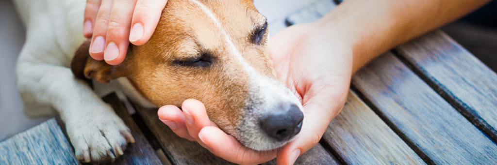 Причины и лечение рвоты и собаки