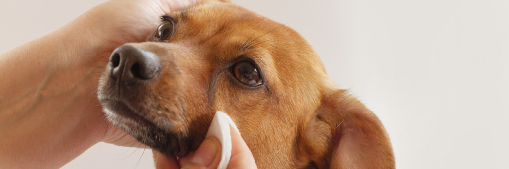 Болезни глаз у собак, причины, симптомы, лечение - ветклиника 