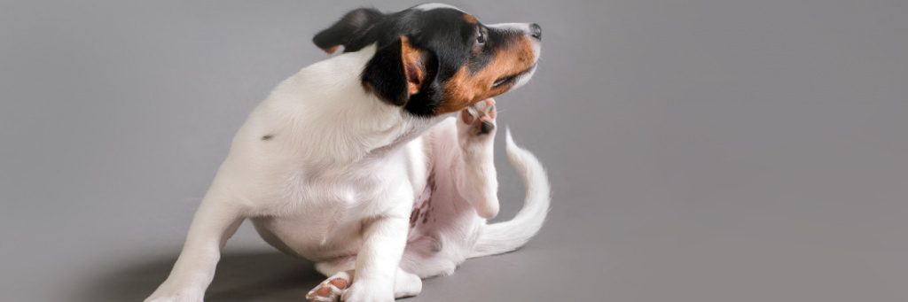 Блошиный аллергический дерматит у собаки