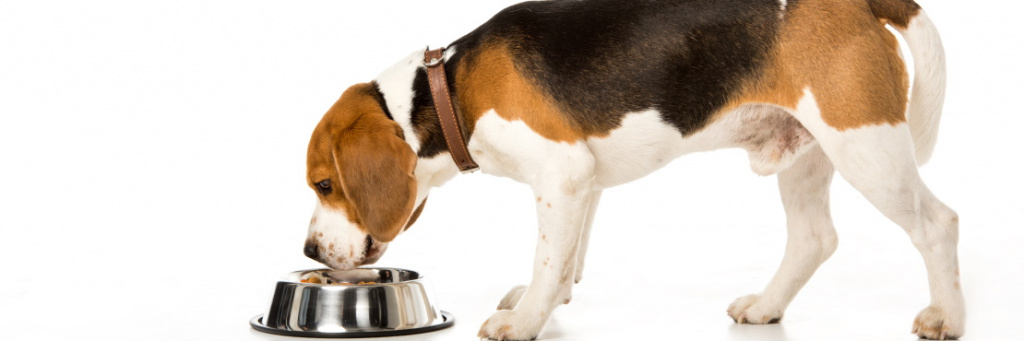 Пищевая аллергия у собак: что делать?