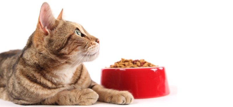 Почему кошка не ест?