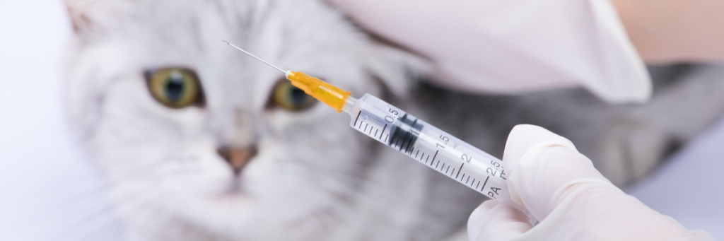 Обзор современных вакцин для кошек