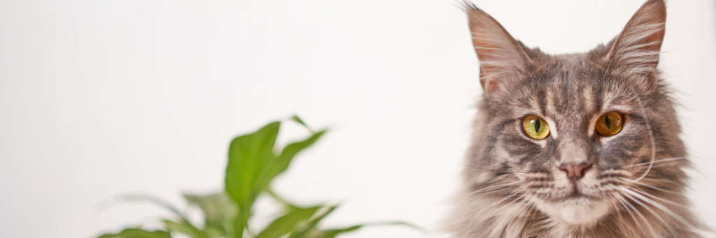 Гормональные препараты для кошек: за и против