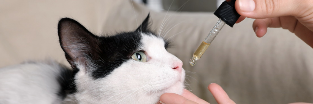 Блошиный аллергический дерматит у кошки