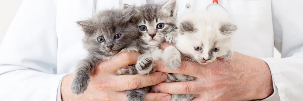 Гомеопатия для кошек и котов