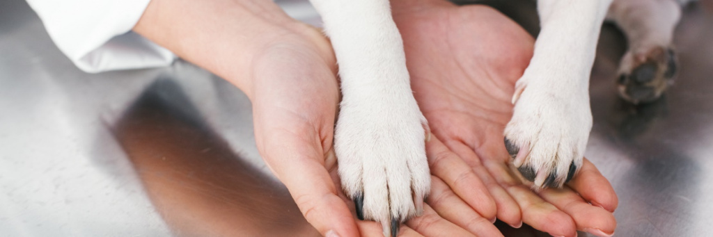 Как оказать первую помощь собаке при травме