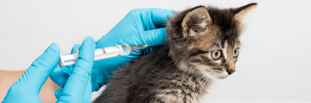 прививку от бешенства коту как часто делать