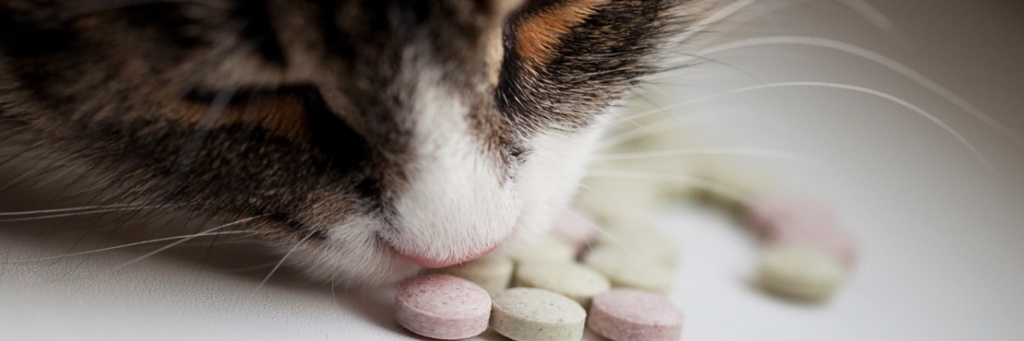Какие витамины нужны кошке