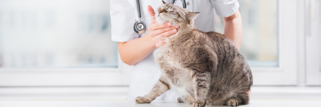 Мочекаменная болезнь у кота: симптомы и признаки