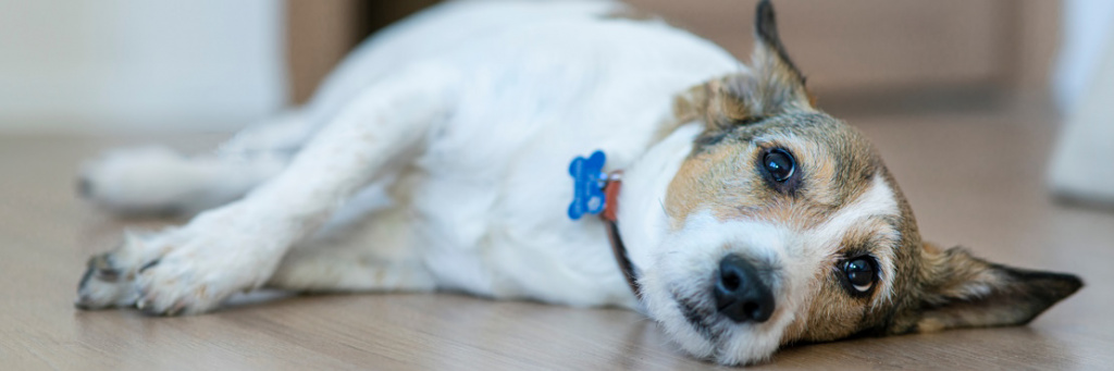 Простуда у собак: профилактика и лечение | centerforstrategy.ru
