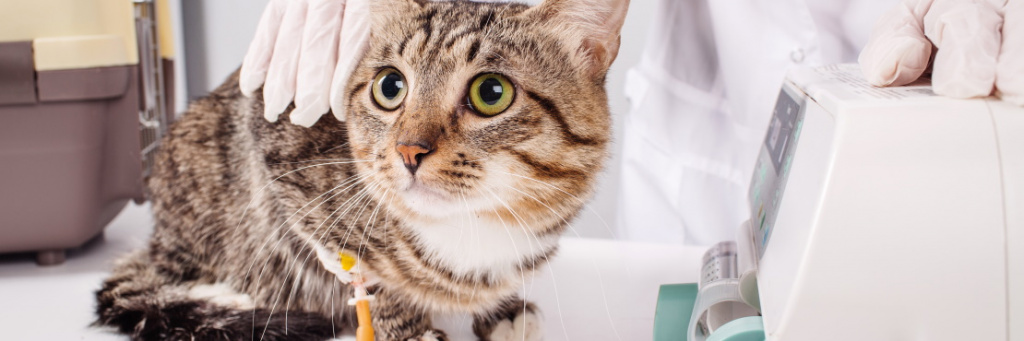 Основные факты о мочекаменной болезни у кошек