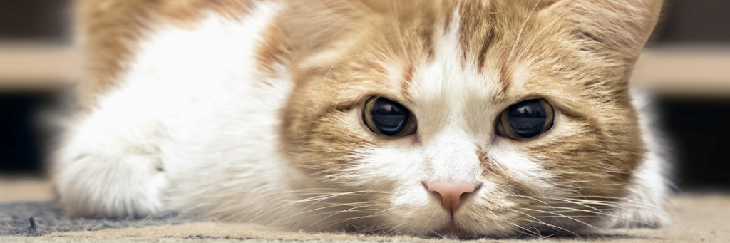 передается ли гепатит от кошки к человеку