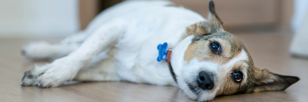 Что нужно знать о болезнях суставов у собак