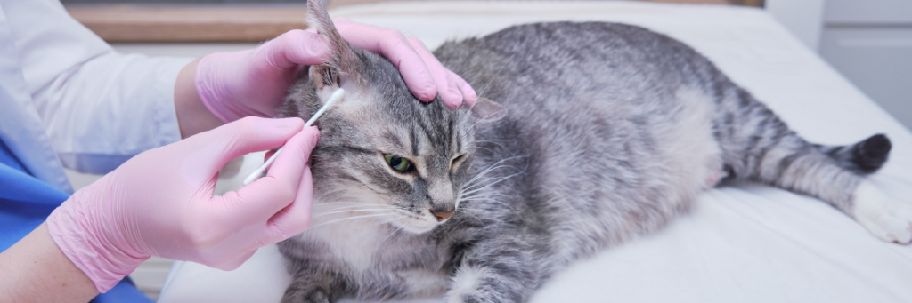 Ушной клещ у кошек: симптомы, лечение, профилактика - SUPERPET