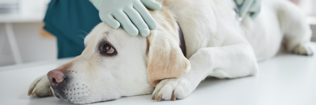 Причины и лечение рвоты у собаки