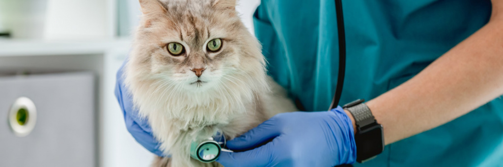 Простуда у кошек и котов: симптомы, лечение в домашних условиях