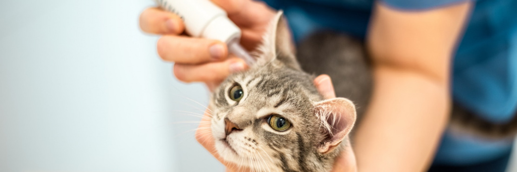 Как правильно закапать капли в уши кошке